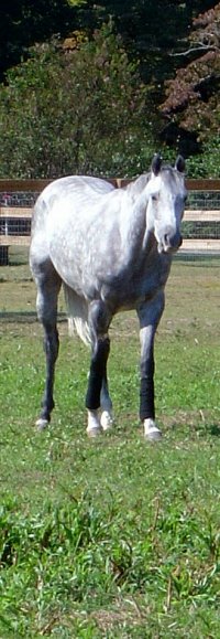 OTTB Sing D Song was a Prospect Horse for Sale.