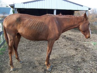 Skinny was one of our 25 Special Prospect Horses for sale in December 2005. 