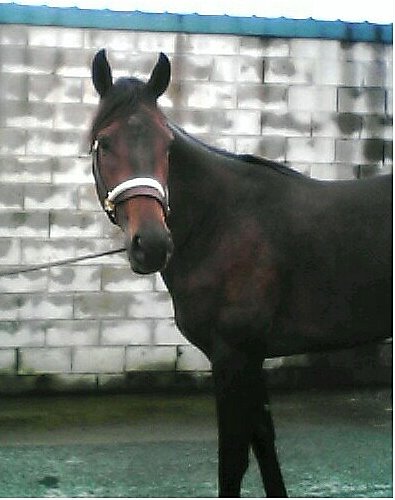 Three year old Thoroughbred gelding. Call for more information.