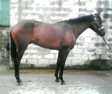 Three year old Thoroughbred gelding. Call for more information.