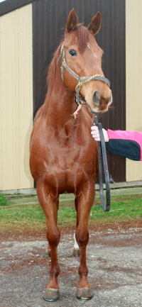 Absultootly's was a Bargain Barn horse in the winter of 2007.