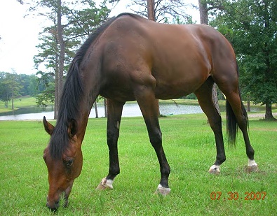 OTTB - Unanimous at home in Alabama. July 30, 2007 