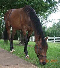 OTTB - Unanimous at home in Alabama. July 30, 2007 