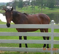 Former race horse, Unanimous aka "Gunner" at home in Alabama. August 2007. 