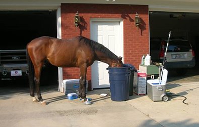OTTB - at home. Unanimous has settled in nicely and is doing well. August 2007 