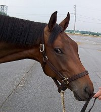 Unanimous was purchased as a Bargain Barn horse by Stephannie Bone of Phenix City, AL in July 2007.