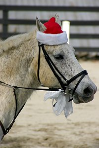 Columbus played Santa Claus for the Thoroughbreds' birthday party!