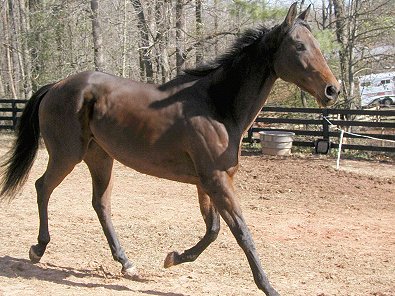 Ace's Angel - horses for sale at Bits & Bytes Farm