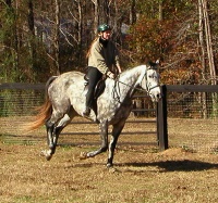 Barbo is a beautiful gray Thoroughbred horse for sale.