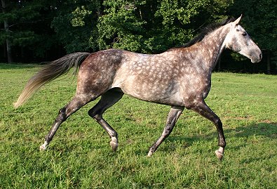 Barbo - Gray Thoroughbred for sale - July 23, 2005