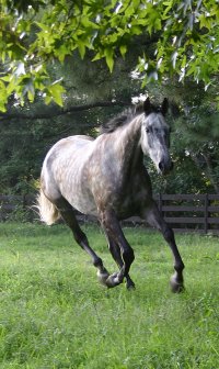 Gray Thoroughbred horse for sale at Bits & Bytes Farm - Barbo.