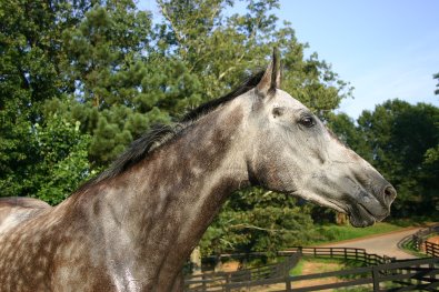 Barbo - Grey Thoroughbred for sale. - July 23, 2005