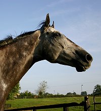 Barbo is a Thoroughbred Horse for Sale at Bits & Bytes Farm.