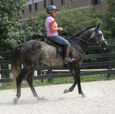 Barbo - Grey Thoroughbred for sale. - July 24, 2005