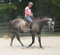 Gray Thoroughbred horse for sale at Bits & Bytes Farm - Barbo.