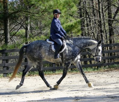 Grey Thorooughbred horse for sale.