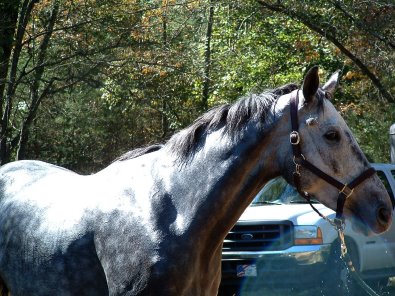Grey Thoroughbred horse for sale at Bits & Bytes Farm - Barbo.