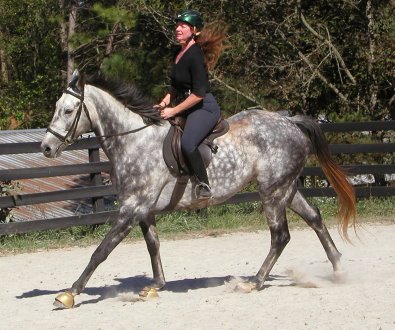 Barbo - Gray Thoroughbred for sale - October 24, 2005