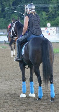 Blue Electra - Thoroughbred horse for sale