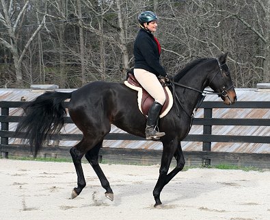 Bay Thoroughbred Horse for Sale