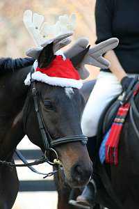 Our BAYby Bounced is celebrating his first Christmas at Bits & Bytes Farm. He is a Horse For Sale at the farm. 