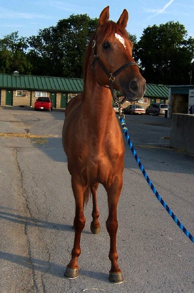 Four year-old unraced chestnut gelding for sale.