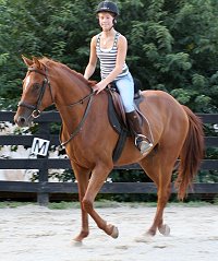 4 year-old chestnut Thoroughbred for sale.