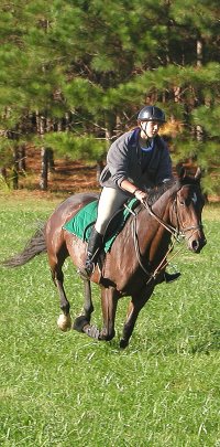 Former Bits & Bytes Farm sale horse - Broadway Joe and his mom Rachael