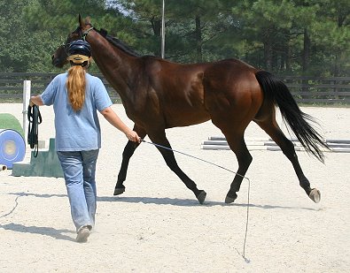 Buckeye Buckaroo is a 17 hand Thorooughbred gelding for sale at Bits & Bytes Farm. - September 11, 2005