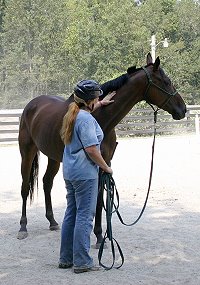Buckeye Buckaroo is a bay Thoroughbred horse for sale at Bits & Bytes Farm. - September 11, 2005 