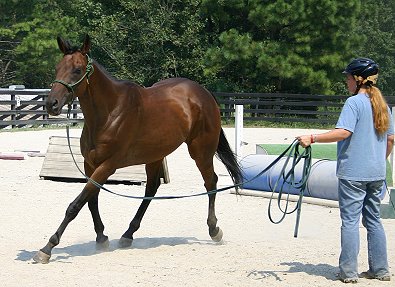 Buckeye Buckaroo has dressage potential.