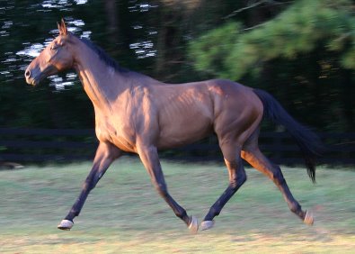 Bay Thoroughbred horse for sale at Bits & Bytes Farm. - September 8, 2005 