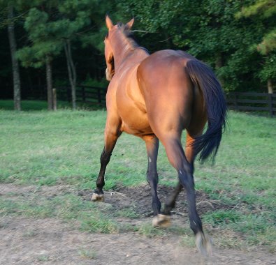 Buckeye Buckaroo is a bay Thoroughbred horse for sale at Bits & Bytes Farm. - September 8, 2005 