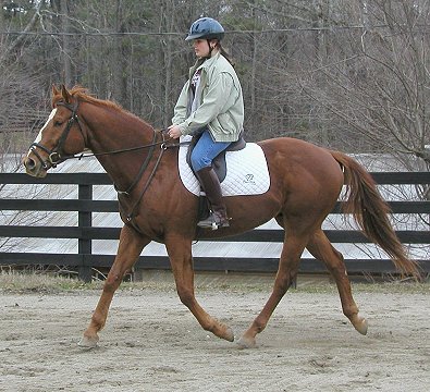 Horses for sale - Sir Cahill