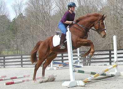 Sir Cahill - Thoroughbred for sale