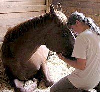 Sir Cahill - August 2004