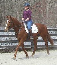 Sir Cahill - Thoroughbred for sale