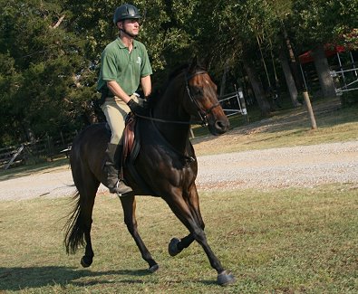 Fox hunter and OTTB, Era of Chanago enjoyed being on a hunter pace.