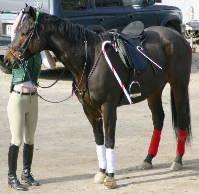 Era of Chanago is a Thoroughbred horse for sale at Bits & Bytes Farm.