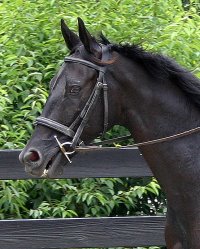 Charlie is an unraced six year old 15.2 hand gelding.