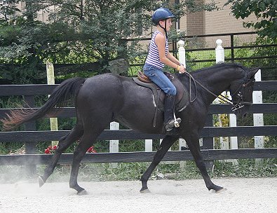 Charlie is a black Thoroughbred horse for sale at Bits & Bytes Farm - July 24, 2005