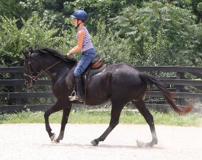 Charlie is a black Thoroughbred Horse for Sale at Bits & Bytes Farm. - July 24, 2005