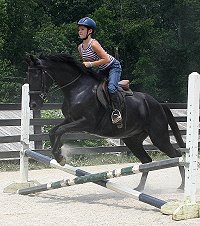 Charlie is a black Thoroughbred Horse for Sale at Bits & Bytes Farm.