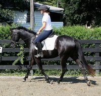 Black Thoroughbred horse for sale in Atlanta, Georgia