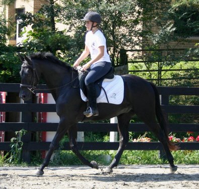 Black horses for sale.