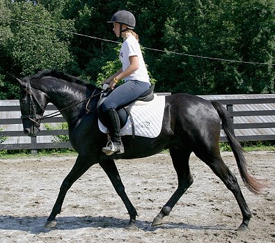 Charlie is an unrace Thoroughbred for sale at Bits & Bytes Farm.