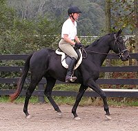 Unraced Thoroughbred horse for sale - Charlie - October 10, 2005