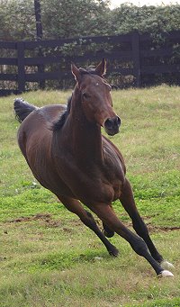 Chouette Player is a Thoroughbred horse for sale at Bits & Bytes Farm