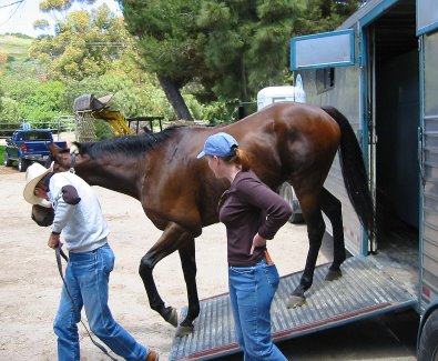 Former Bits & Bytes Farm Thoroughbred horse for sale - Chouette Player arriving in Palos Verdes, California. May 7, 2005