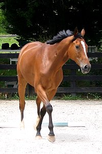 Classic Casey is a bay Thoroughbred horse for sale.